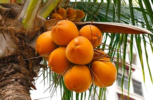 Coconut Farm